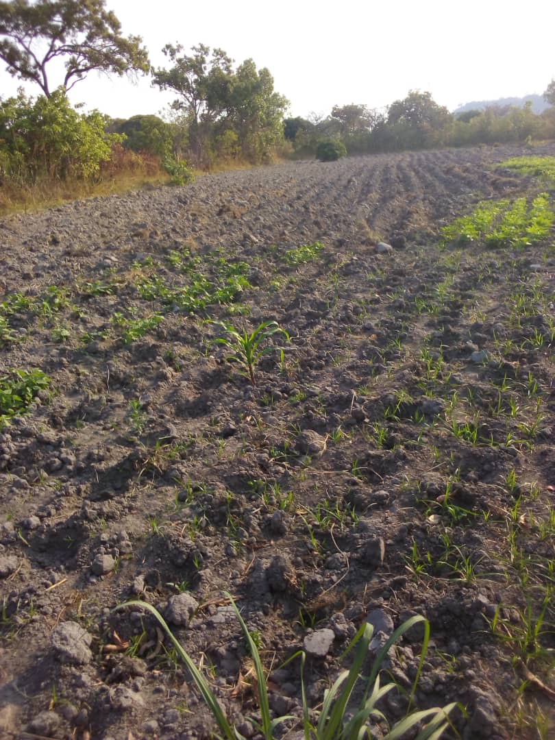 TIVWANE MONEY SOLUTION  GIVING OUT  IRREGATION EQUIPMENT ( ASSET LOANS) TO SMALL SCALE FARMERS