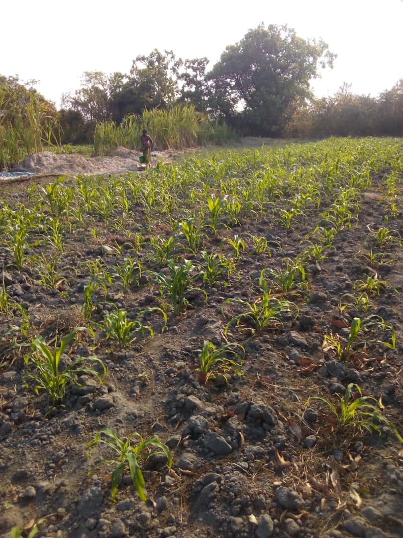 TIVWANE MONEY SOLUTION  GIVING OUT  IRREGATION EQUIPMENT ( ASSET LOANS) TO SMALL SCALE FARMERS