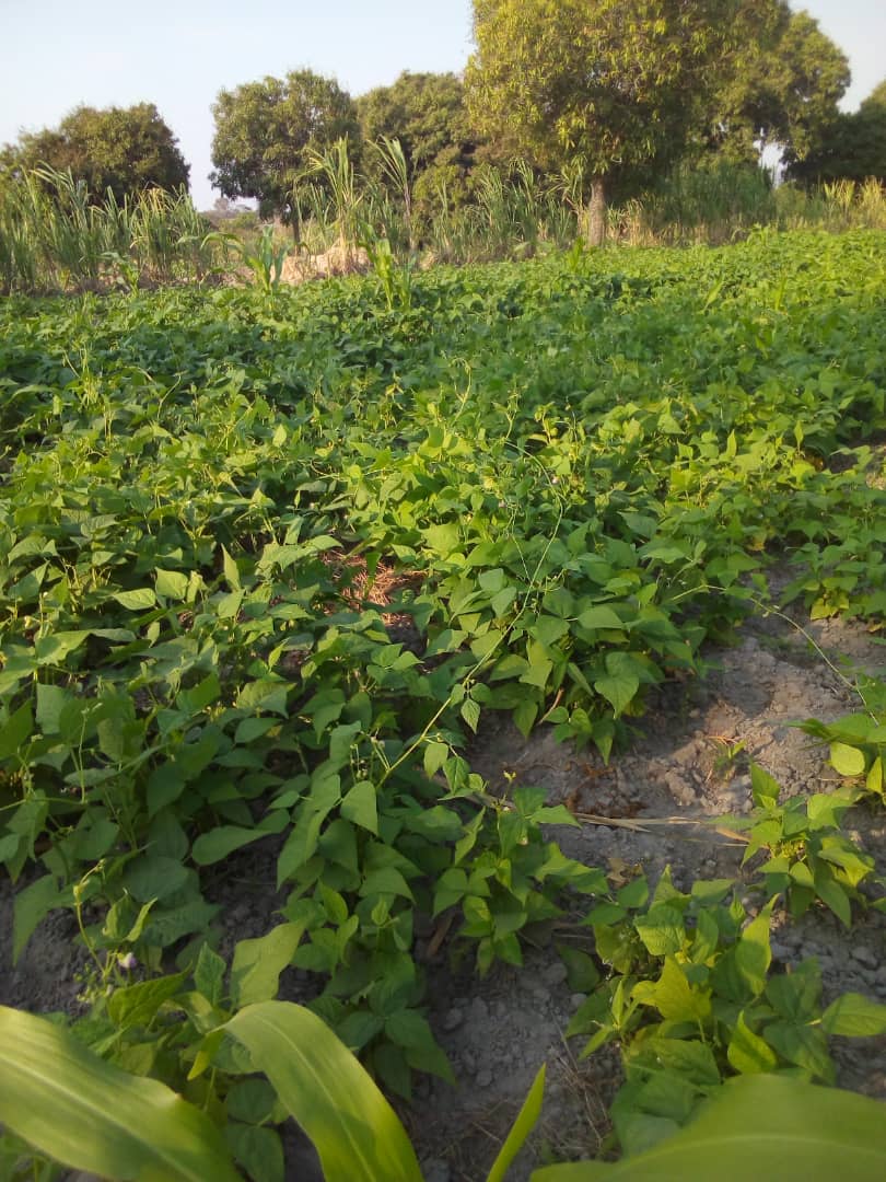 TIVWANE MONEY SOLUTION  GIVING OUT  IRREGATION EQUIPMENT ( ASSET LOANS) TO SMALL SCALE FARMERS