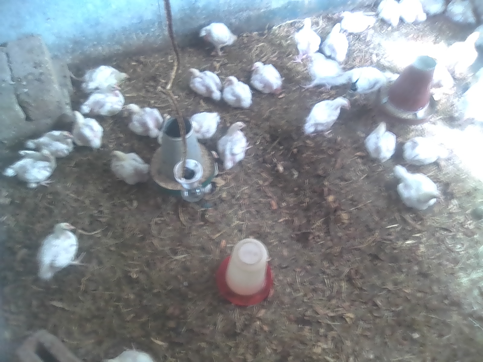 Tivwane Money Solution Staff  Receiving Agribusiness trainings in lusaka how to keep Goats.