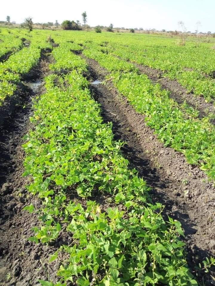 Visit of growing bean fields