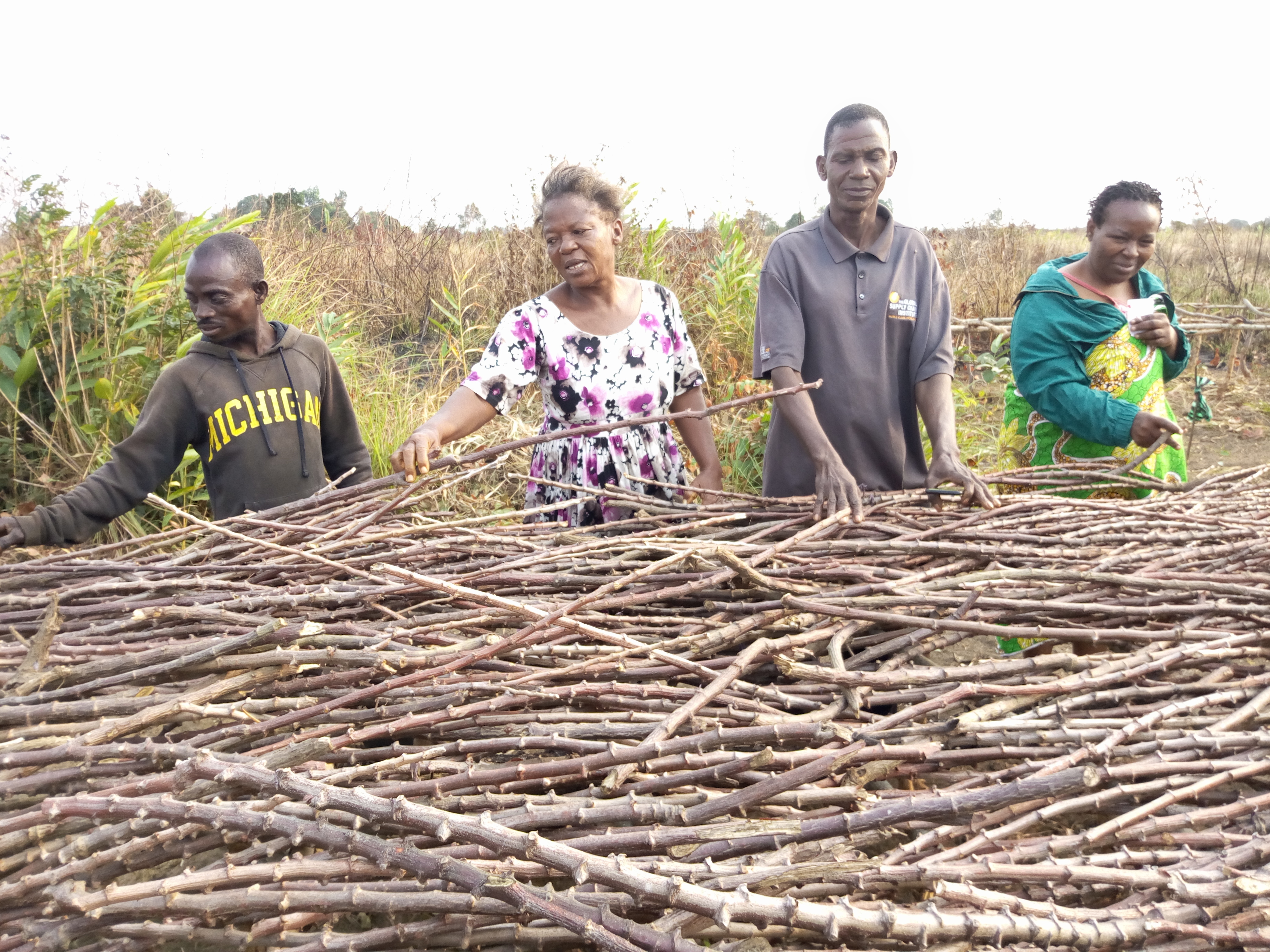 Inspection des boutures de manioc destinées aux producteurs de Mobateli