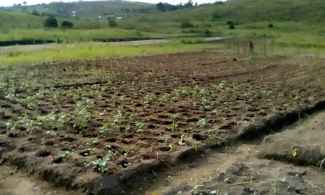 In the Democratic Republic of Congo we have 5 hectare of land in the city pronvince of Kinshasa