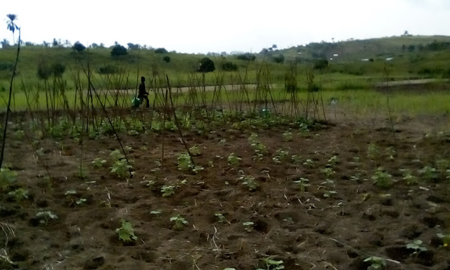 In the Democratic Republic of Congo we have 5 hectare of land in the city pronvince of Kinshasa