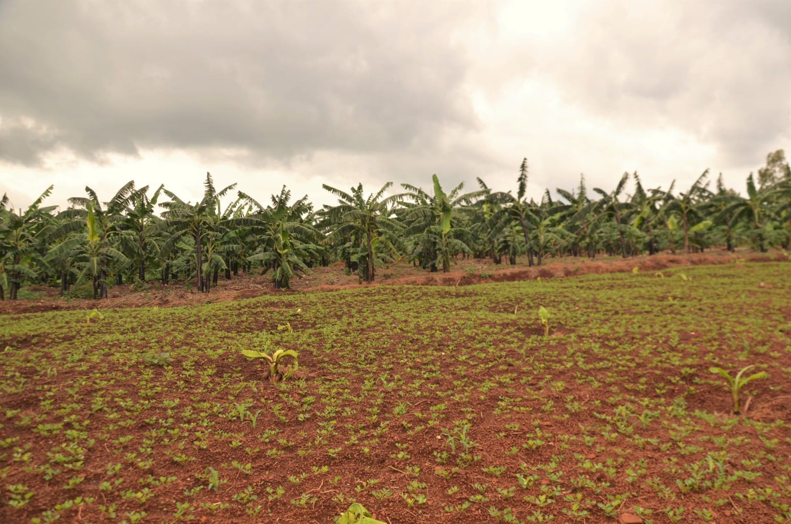 Photos of activities in Rwanda