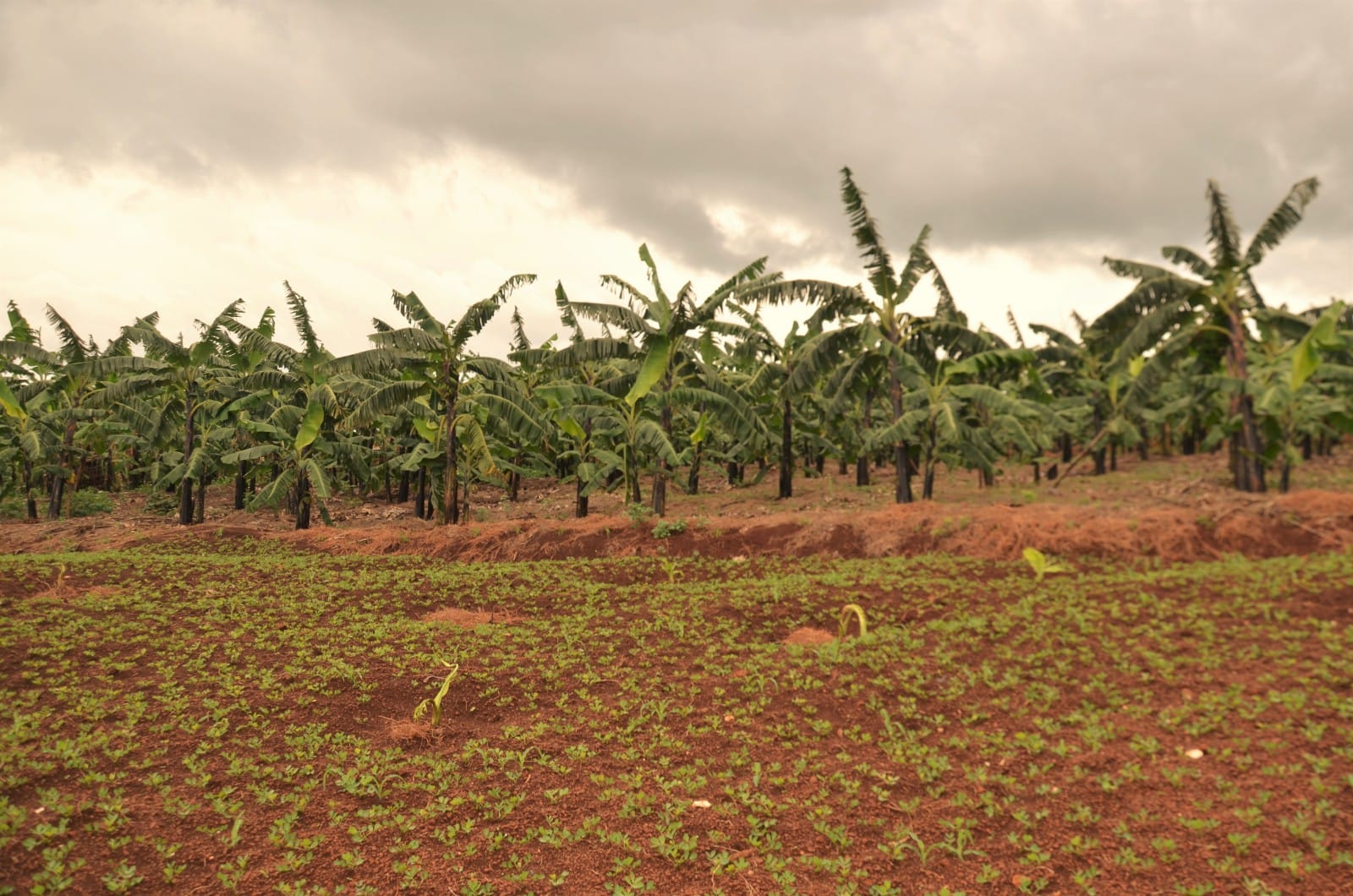 Photos of activities in Rwanda