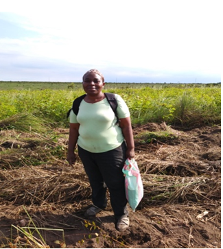 Cassava innovation platform-Mobateli